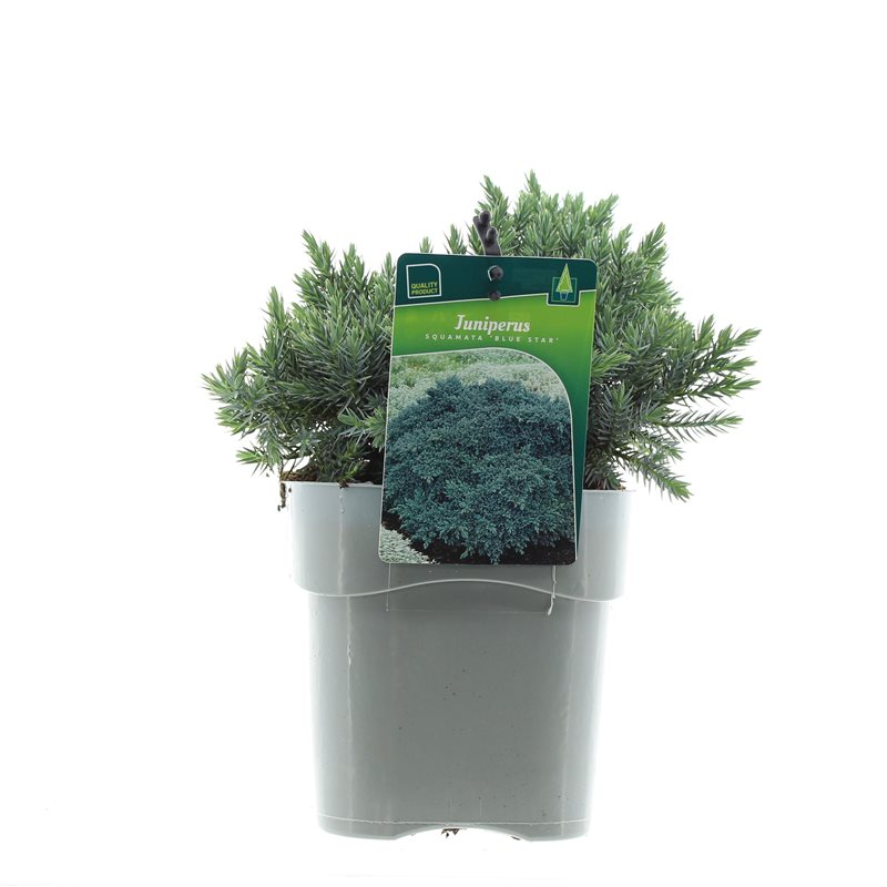 Можжевельник чешуйчатый Блу Стар